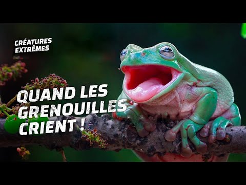 Vidéo: Une grenouille vivrait-elle dans un marais ?