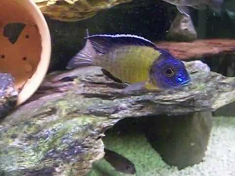 Aulonocara Blue Neon Chiwindi