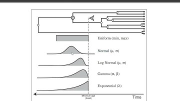#2.2 Calibrations using fossils and preparation of .xml file for BEAST2 in BEAUti