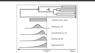 #2.2 Calibrations using fossils and preparation of .xml file for BEAST2 in BEAUti