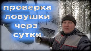 сутки как стоит ловушка