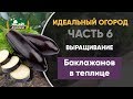 Выращивание баклажанов в теплице - Идеальный огород. Часть 6