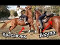 Красавчик САТЫЛДЫ~АКУЛАГА ГАРАНТИЯ бар ЖОНДО сатылат😱