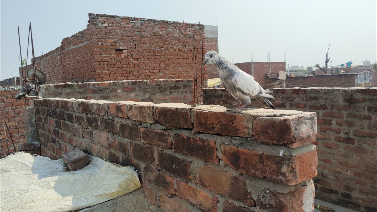 Kabutar pakdana Hai bataiye aap log kaisa laga block Mein banaa rahe😍🥰