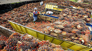 Palm Oil Making Process | Modern Oil Palm Harvesting Process | How Palm Oil Is Made In Factory