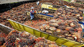 Palm Oil Making Process | Modern Oil Palm Harvesting Process | How Palm Oil Is Made In Factory