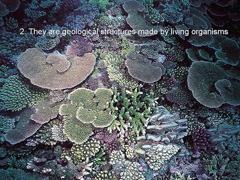 Is the Great Barrier Reef on Death Row?