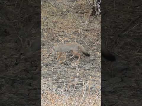 Indian Fox (લોકડી) at Velavadar Blackbuck National Park | Escape into the Wild | Nikon Z8