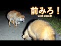キツネも苛立つマイペースすぎるタヌキ