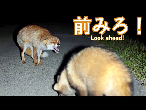 キツネも苛立つマイペースすぎるタヌキ