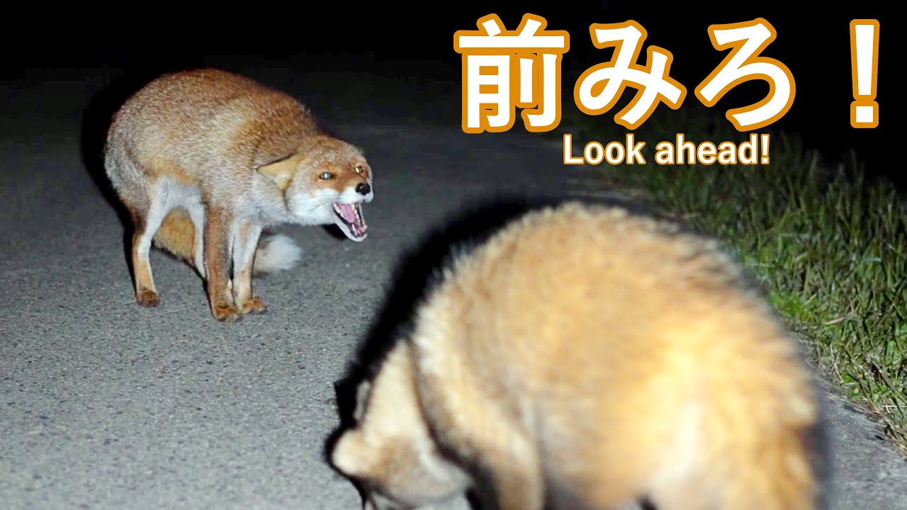 キツネも苛立つマイペースすぎるタヌキ