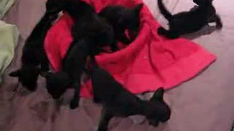 Video 2252181: siamese oriental kittens