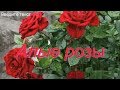 Алые розы Песня рвет душу