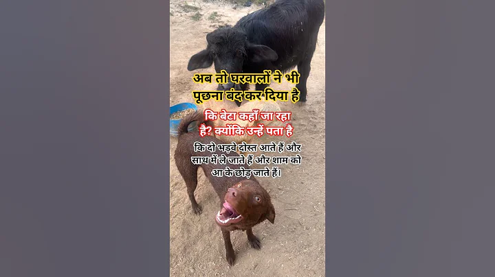 अब तो घरवालों #funny ##comedy #shortsfeed #shorts #trending #viralvideo #doglover #dogtalk #dog