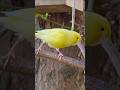 Canary Bird shorts