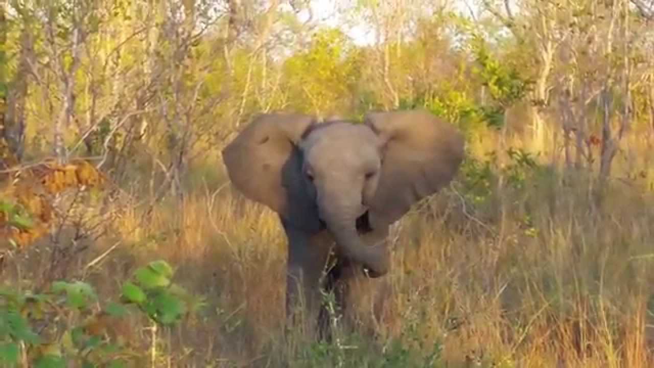 Baby elephant adorably attempts to intimidate tourists