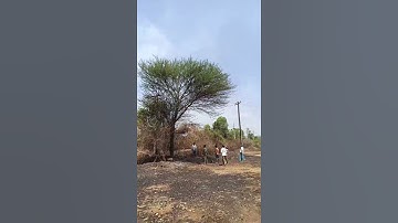 tree cutting #hescom #electrical #bescom #kptcl kptcl lineman recruitment 2024