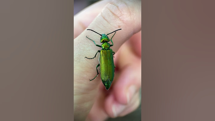 Les INSECTES sont DANGEREUX ?!😱