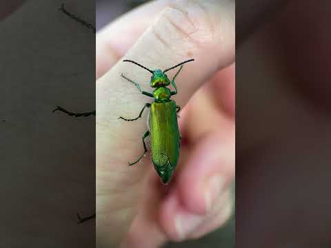 Vídeo: Com és una eruga un insecte?