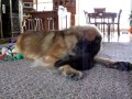 Leonberger vs Kitten