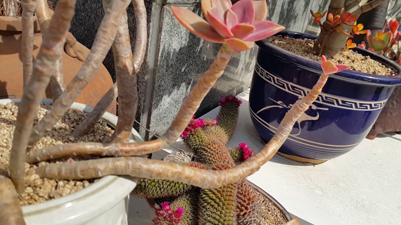 다육이. 선인장(2017년 고양 국제 꽃 박람회♡*1)