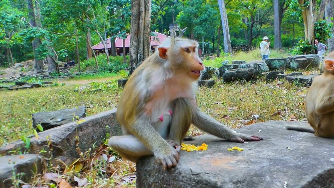 Monkey Libby pregnant she is eat mango with Lily yummy 🩷🙈LIFE OF THE LIBBY FAMILY