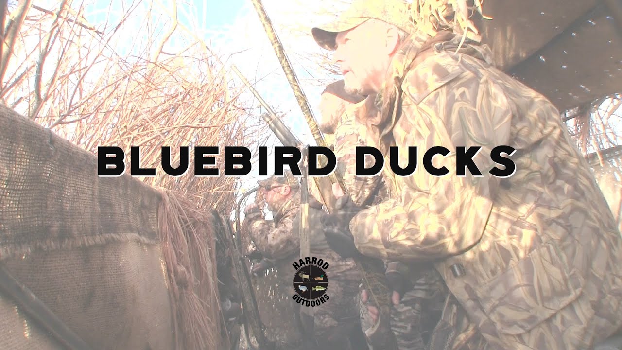 Bluebird Ducks