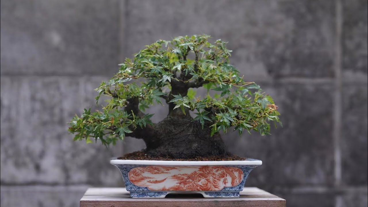 亦盆栽」小品盆栽 逸品 山紅葉 ヤマモミジ 樹高7センチ ミニ盆栽