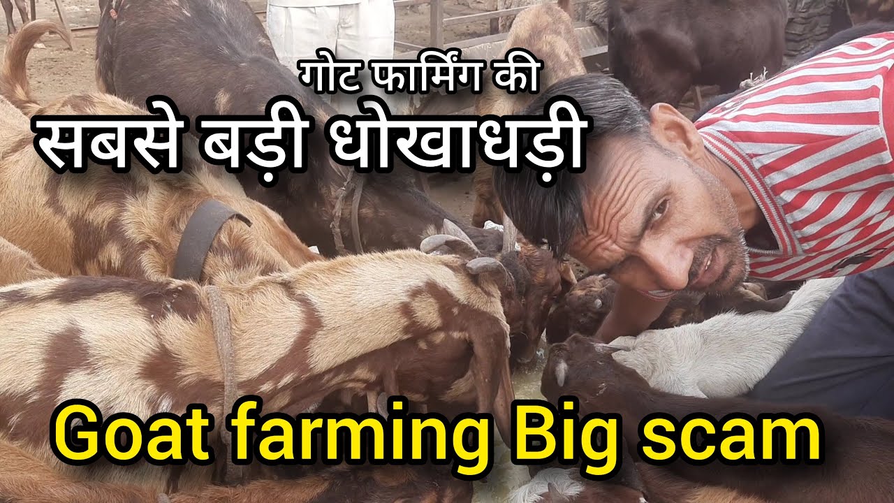 गोट फार्मिंग की सबसे बड़ी धोखाधड़ी | big scame of goat farming | sukant chawla | pkraj vlogs