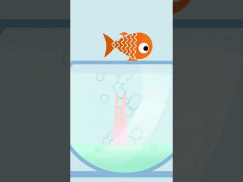 Video: Siltasiņu zivs: apraksts, foto