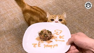 【愛猫の初誕生日ディナー】元気に一歳を迎えてくれてありがとう【短足マンチカン｜てと君　Happy Birthday】 by ねこっちゅらいふ 1,657 views 3 years ago 8 minutes, 56 seconds