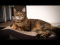 Capture de la vidéo The Secret Lives Of New York Cats (Trailer)