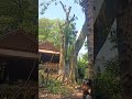 Cut wood
