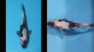 Koi Auction House - Ekh447 Doitsu Shiro Utsuri 19Cm Kase Tosai