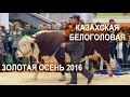 Быки породы Казахская белоголовая. Выставка Золотая осень 2016