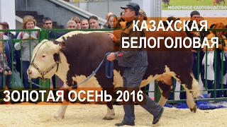 Быки породы Казахская белоголовая. Выставка Золотая осень 2016 Быки породы Казахская белоголовая. Выставка Золотая осень 2016