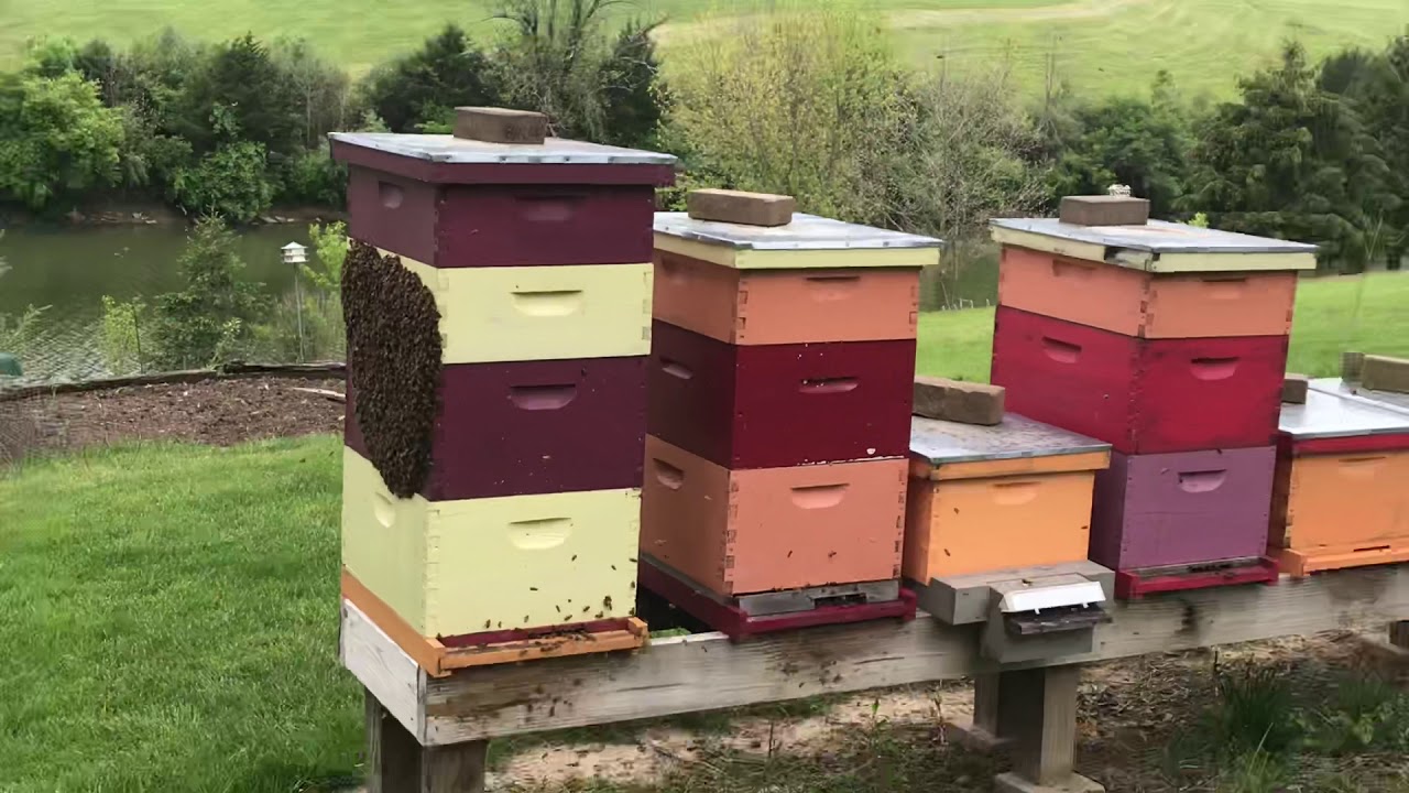 Bee hives YouTube