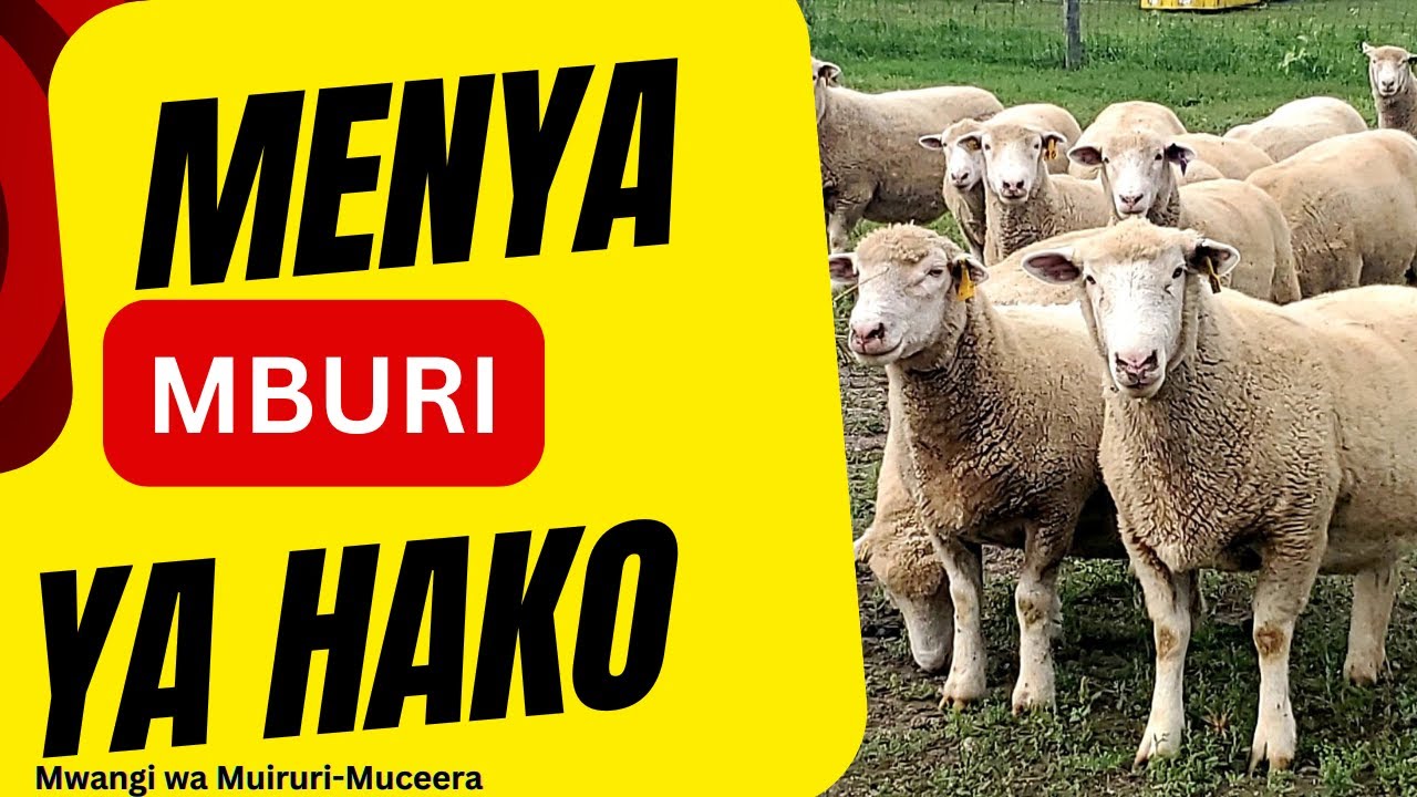 MBURI YA HAKO