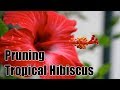 How to Prune and Maintain Tropical Hibiscus