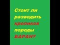 Вислоухие кролики. Кролики породы баран. Разводить Заводить или НЕТ?