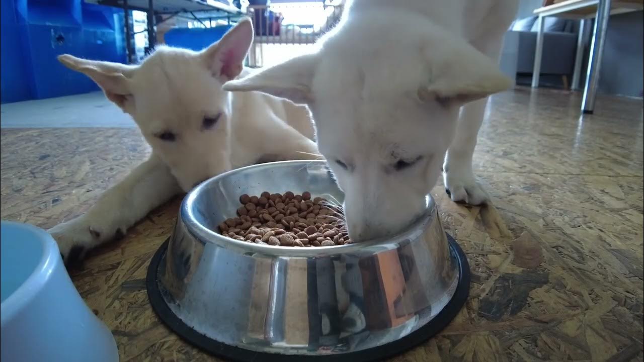 사무실에서 진돗개 키우기 사료 언박싱 먹방 Raising Korean Jindo DaeBak & NaRa in office