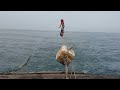 Fishing days in the sea, Catching Fish with nets on the sea#02