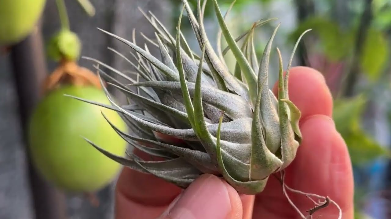 チランジア カウツキー Tillandsia Kautskyi 金属的な輝きが魅力的!メタリックな光沢*チランジア