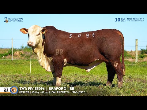 LOTE 08 TAT TES5096 BRAFORD Est  Sta Tereza