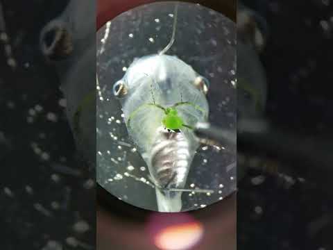 Researchers Inject Algae Into Tadpole’s Heart