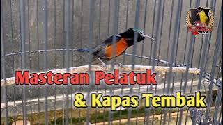 Masteran Pelatuk dan Kapas Tembak Super Jernih || Masteran Konin Super Mewah #Masterankonin #konin