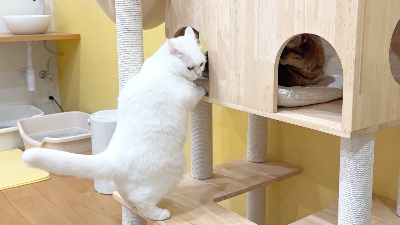 hacodeco様 ねむねむネコちゃんベビー 作家様 hacodeco様 ねむねむネコ