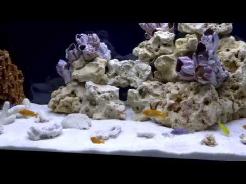 Akwarium Malawi 300l Funnydogtv