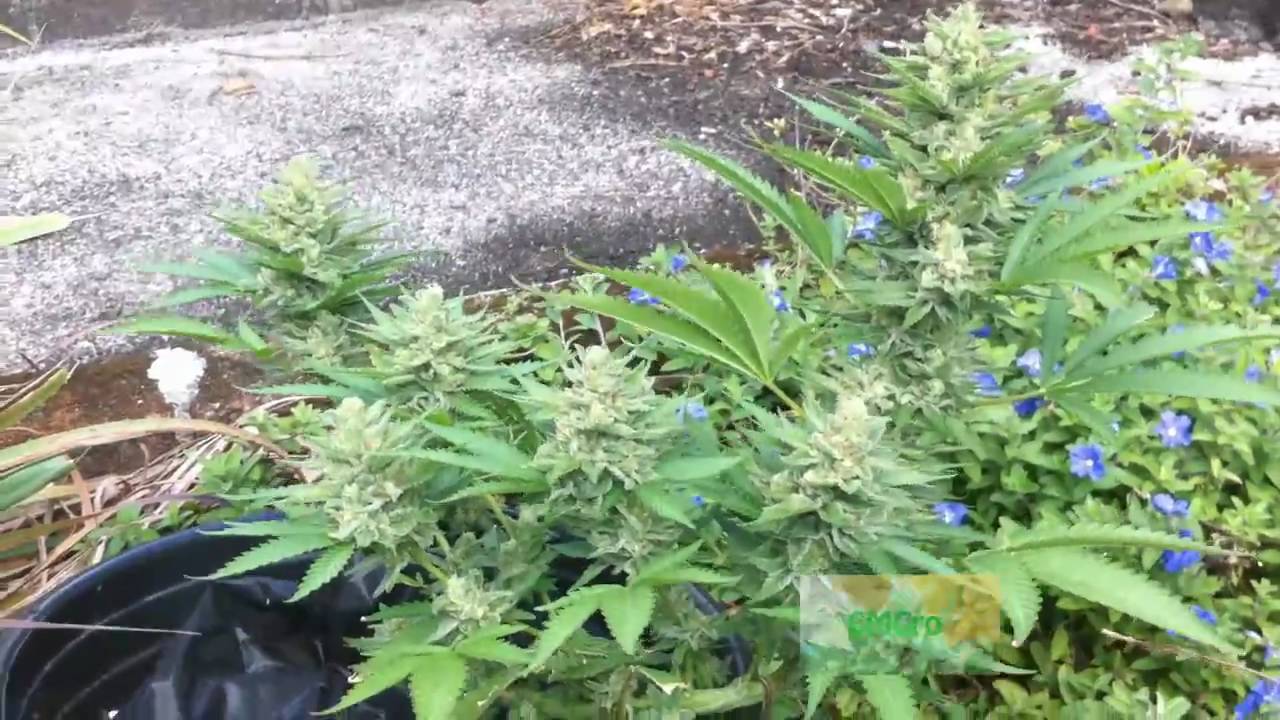 Dinafem Sweet Deep Grapefruit 2