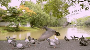 Natural pigeons chirping, pigeon sounds, pigeon sound effect, pigeons flying sound by Pleasing Sound
